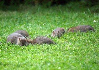  Ratten overlast in je tuin
